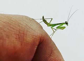 ..nový druh v naší sbírce L2 #Rhombodera #latipronotum #kudlanky #mantis #hmyz #cutemantids #prayingmantis