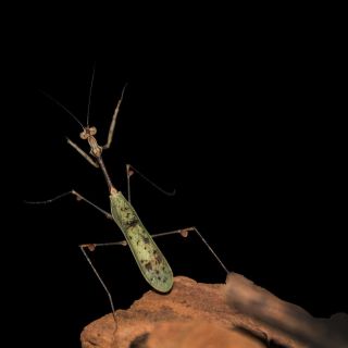 #Sibylla #pretiosa ..adult male ..photo from @michaela_farkova #kudlanky #mantis #cutemantids #prayingmantis #hmyz