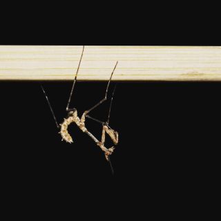 #Sibylla #pretiosa ..nymph L3 ..photo from @michaela_farkova #kudlanky #mantis #cutemantids #prayingmantis #hmyz