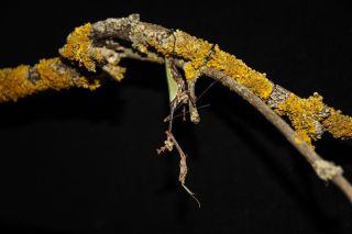 #Sibylla #pretiosa ..adult female ..photo from @michaela_farkova #kudlanky #mantis #cutemantids #hmyz #prayingmantis