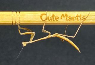 We have a new species, mantis Archimantis sp. #cutemantids #kudlanky #mantis #hmyz #prayingmantis